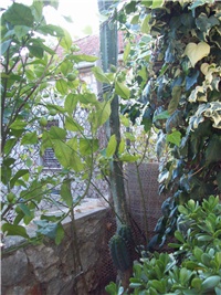 d0e2e74a-101_0396.jpg