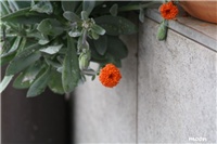 d124fd29-IMG_0494senecio2.jpg