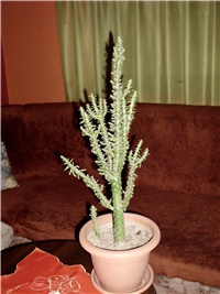 d12787de-DSCI0007.JPG