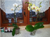 d1674176-DSC05474.JPG