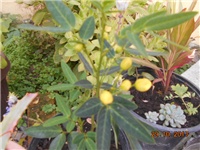 d1ec41c7-DSCN2342.JPG
