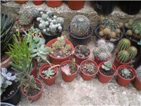 d2e683cb-P7100017.JPG