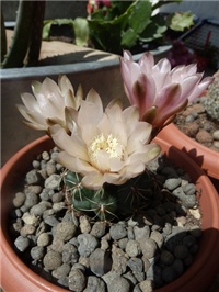 d3ea5ef7-P1050776.JPG