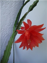 d63c4272-P5130077.JPG