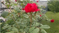 d6ad9989-05062011013.jpg