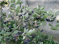 d81de9f6-DSCI1640.JPG