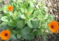 d86bf6d8-Neven.jpg