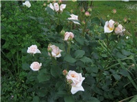 d97aa74e-IMG_0732.jpg
