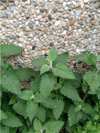 d9c5cfc4-Menta.jpg