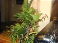 daa5c485-PTDC0057.JPG