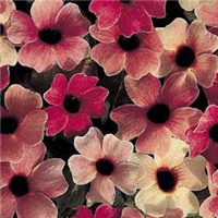 dac22f3f-thunbergia-alata-blushing-susie.jpg