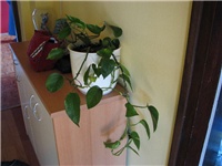 dce40d4f-pokucarci_021.jpg