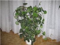 dd14bd30-007.JPG