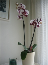 de63d95e-Phalaenopsis.jpg