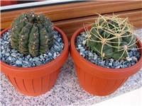 df4a71c2-Gymnocalycium.JPG