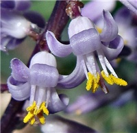 df862abf-cordyline.jpg