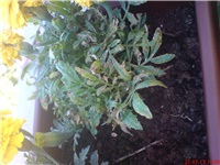 dfb2ea0b-DSC00134.JPG
