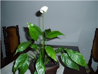 e042c5be-P1010285.JPG
