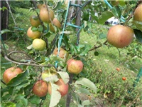 e0651632-DSCN1375.JPG