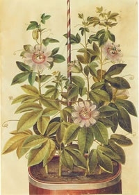 e08d0fcb-PASSIFLORA_INCARNATA.jpg