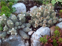 e0be0266-101_1789.jpg