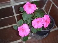 e0c241bb-P9300267.JPG