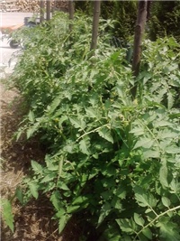 e13d47ad-P180614_12.33_02.jpg