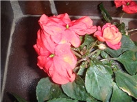 e18951a0-PA060333.JPG