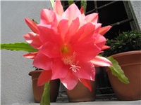 e195e5ed-Epiphyllum3.JPG