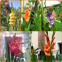 e19b8a0f-gladiole.jpg