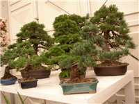 e1e87f14-d90b-485d-a1a8-7d5935b73acb-bonsai1.jpg