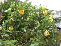 e526cdcc-IMG_2987.JPG