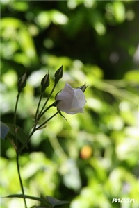 e7a05775-IMG_1406.JPG