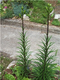 e8eda390-101_2085.jpg