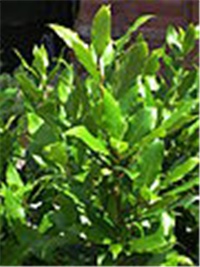 e90bdcd1-90px-Edler_Lorbeer_Laurus_nobilis.JPG