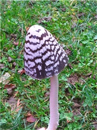 e9500603-cimi.jpg