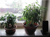e99606ae-ficus.jpg