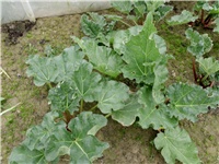 e9b4b43c-DSCI0174.JPG