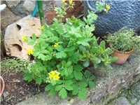 eae4100f-Rosopas.jpg