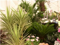 ebb7ca3e-223b-4d06-a4fa-4508a4b8712c-palme.jpg