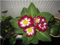 ebea6254-IMG_4470.jpg