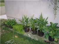 ecbac92a-P7060047.JPG