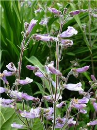 ece7c7df-P1000073.JPG
