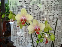 ecf1a3ef-DSC06222.JPG