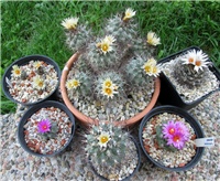 ed03e428-Turbinicarpus.JPG