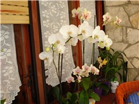 ed13fa3f-DSC05740.JPG