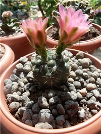 eda1a93c-P1050765.JPG