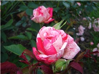 ede31083-DSC05302.JPG