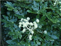 ee4d42b7-Fatsia_japonica0.jpg