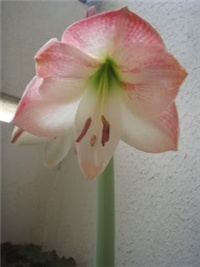 eedd85d8-amarilis2.jpg